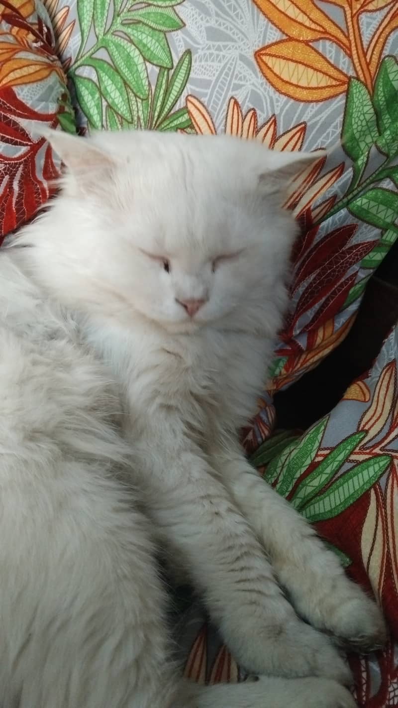 Persian 2 coat Cat for sale 1