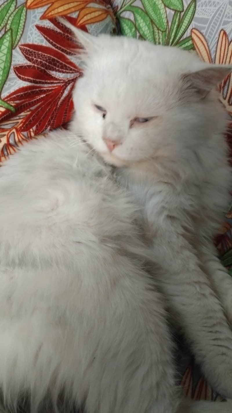 Persian 2 coat Cat for sale 2