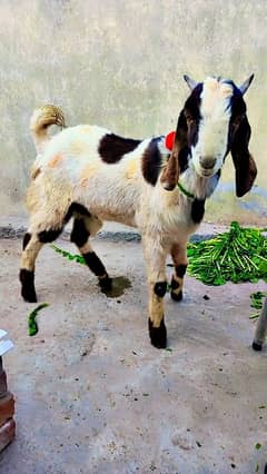 Goat / Bakra / Nasli Bakra/ 2 Male  / 8 Month 2 Male/ Healthy Goats