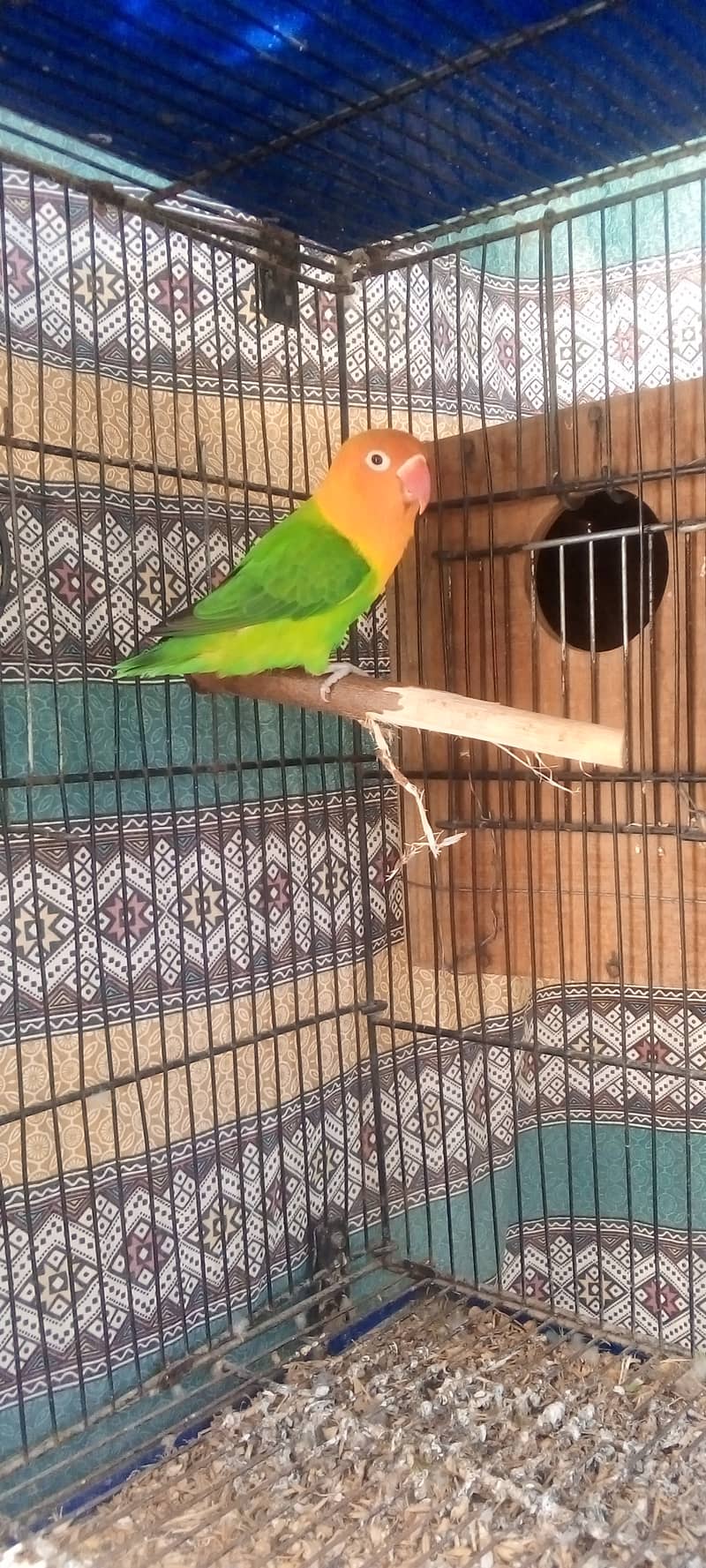 Big Size Green Opaline Breeder Female 0