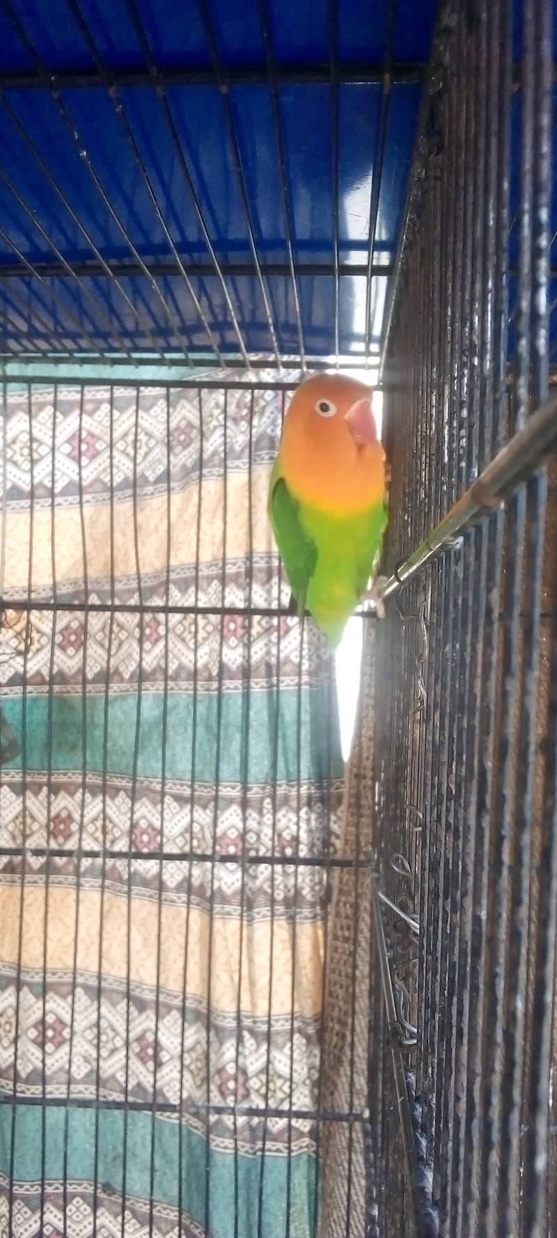 Big Size Green Opaline Breeder Female 1