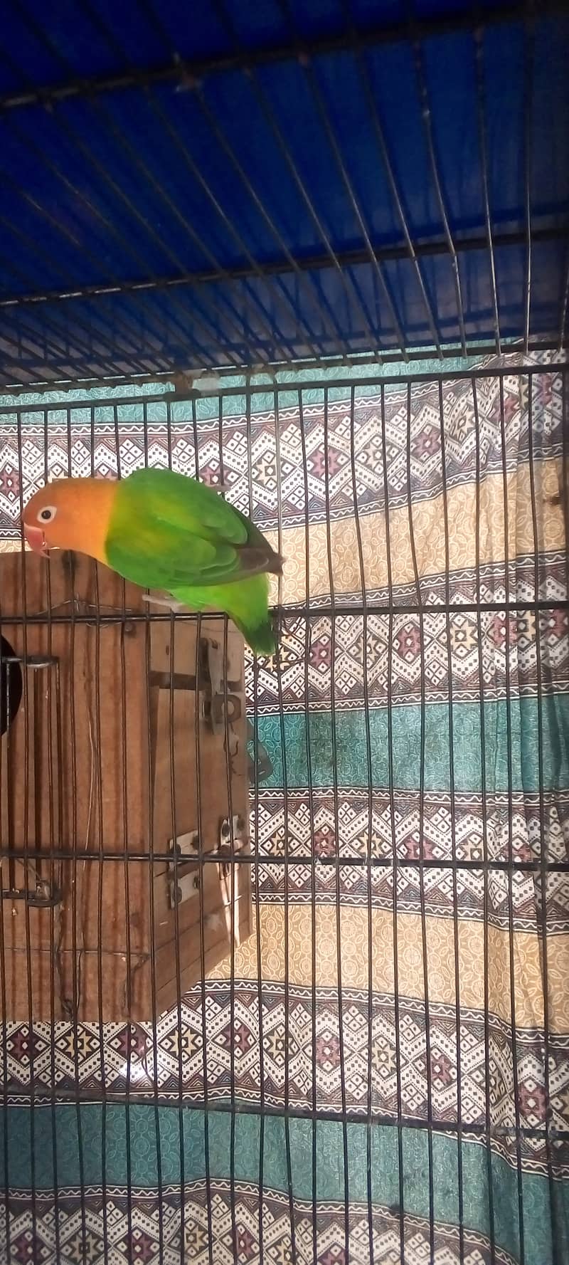 Big Size Green Opaline Breeder Female 2