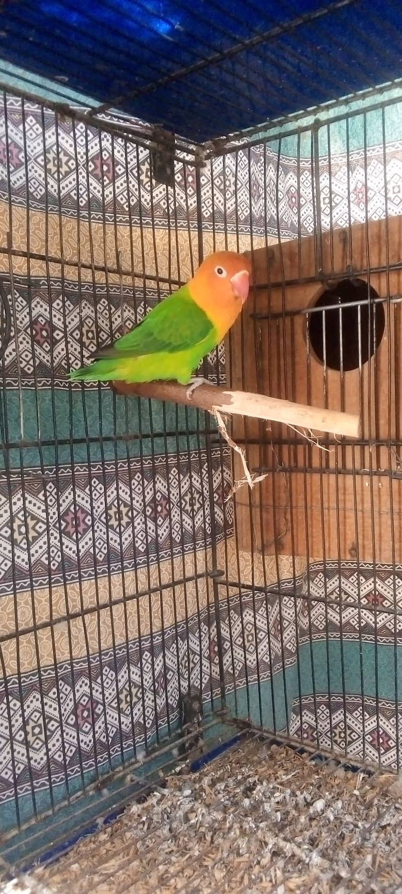 Big Size Green Opaline Breeder Female 4