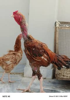 Desi ghr kihens Aseel male Hera female