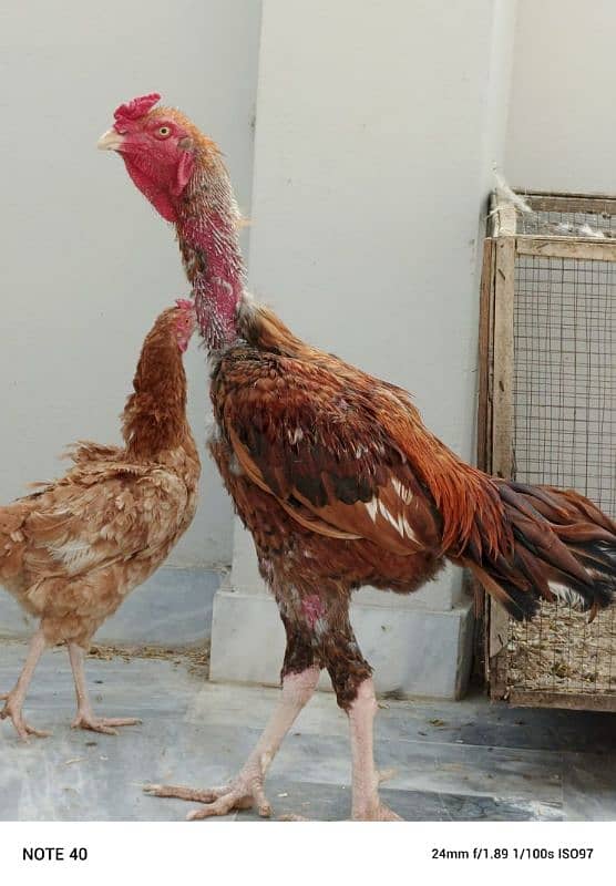 Desi ghr kihens Aseel male Hera female 0