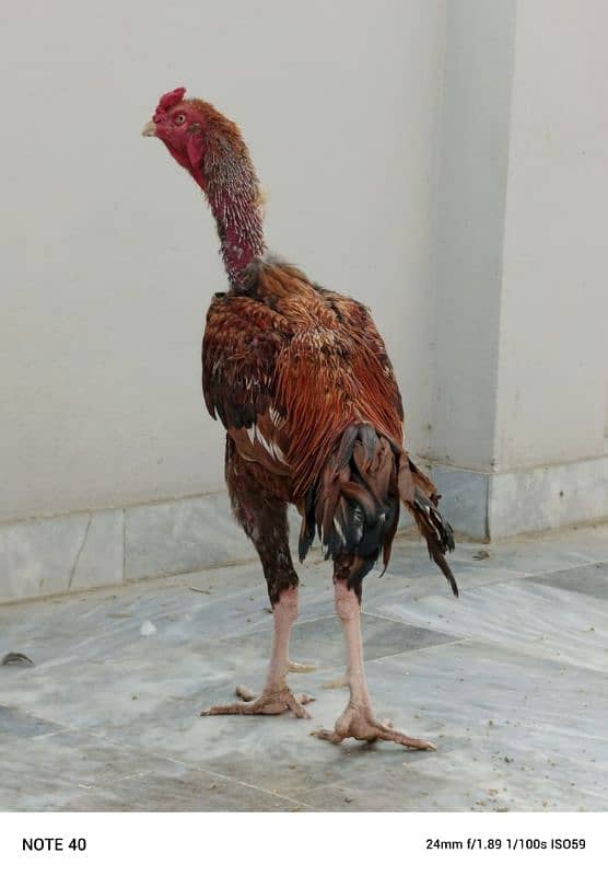 Desi ghr kihens Aseel male Hera female 1