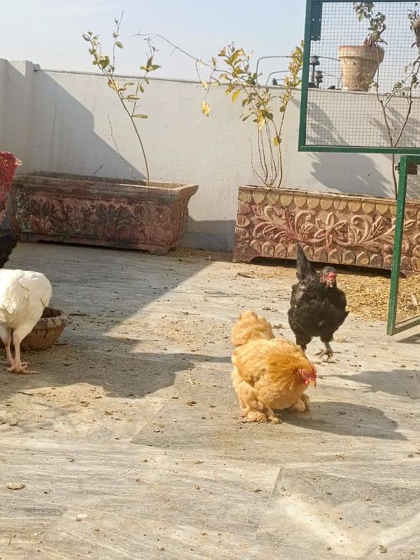 Desi ghr kihens Aseel male Hera female 6