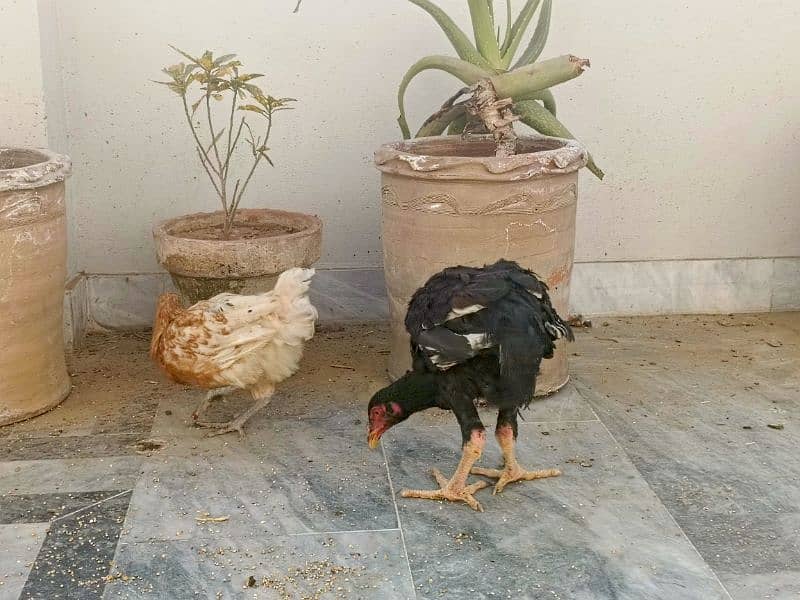 Desi ghr kihens Aseel male Hera female 8