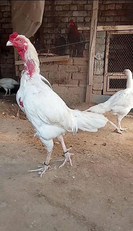 Heera Breeder Pair 6