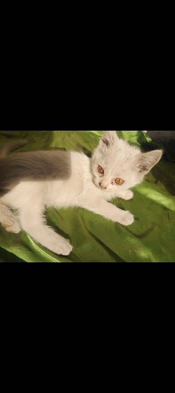 Persian cat (kitten) 4