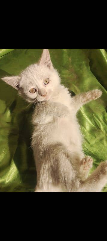 Persian cat (kitten) 5