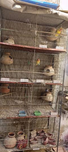 CAGE WITH PAIR