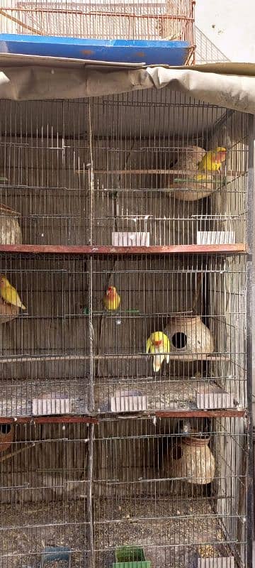 CAGE WITH PAIR 1