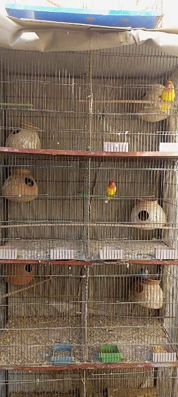 CAGE WITH PAIR 2