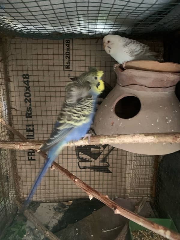 budgie hogoromo male with fellow red eyes female 0