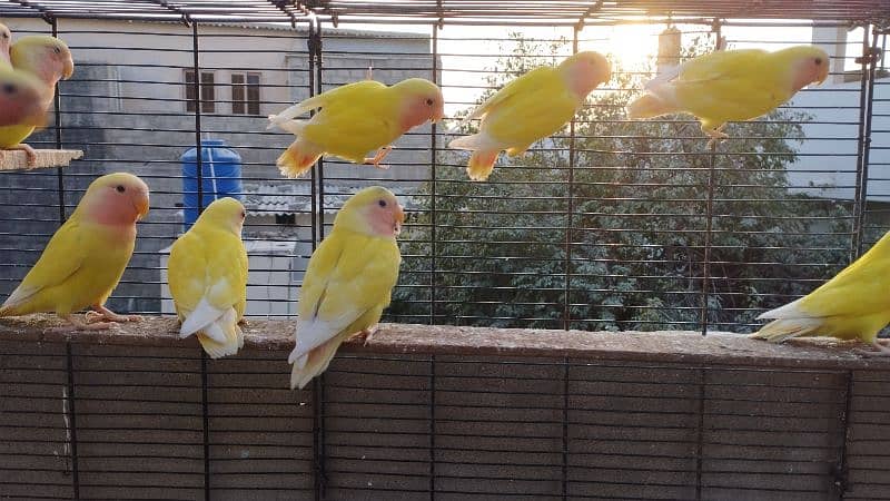 love birds read eyes lotino albino blue pasnata etc 3