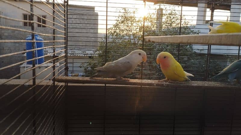 love birds read eyes lotino albino blue pasnata etc 4