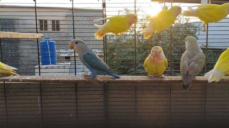 love birds read eyes lotino albino blue pasnata etc 5