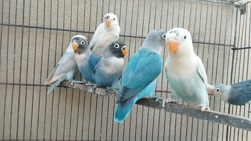 love birds read eyes lotino albino blue pasnata etc 6