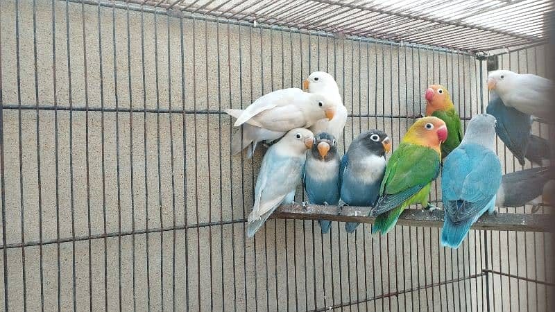 love birds read eyes lotino albino blue pasnata etc 7