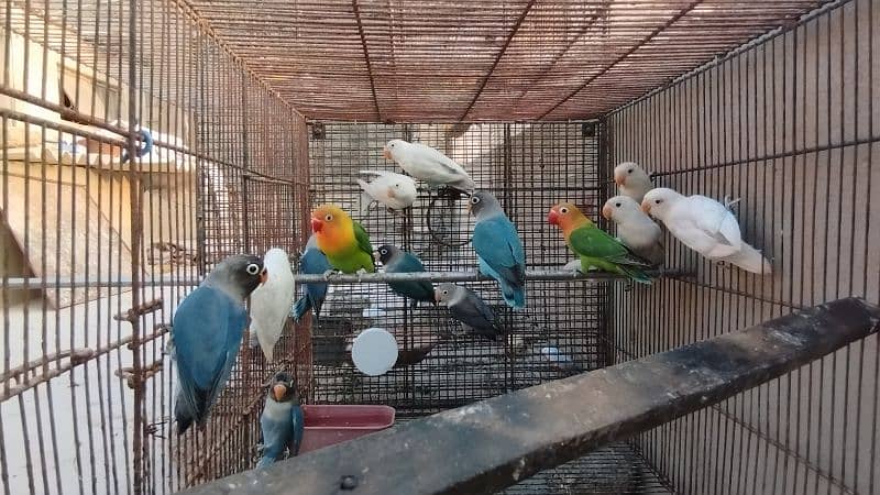 love birds read eyes lotino albino blue pasnata etc 8