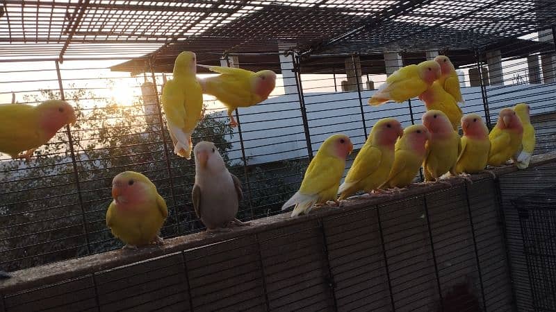 love birds read eyes lotino albino blue pasnata etc 9