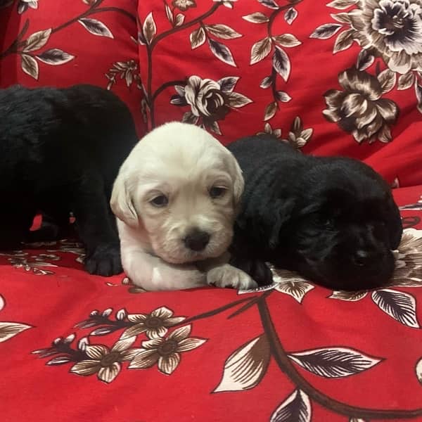 Labrador puppies available for sale 1