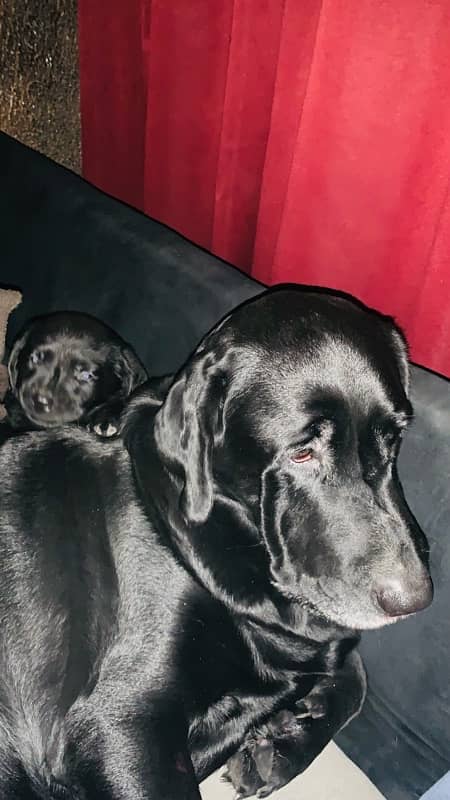 Labrador puppies available for sale 2