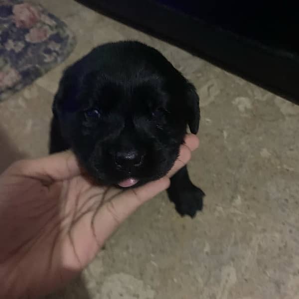 Labrador puppies available for sale 3