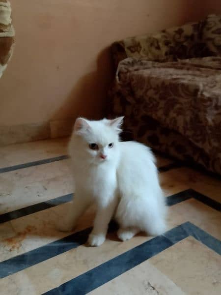 pure Persian cat 1