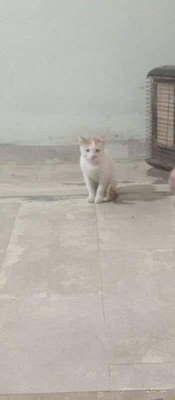 2 baby cats 1