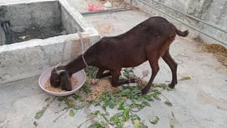 Betal Cross Goat  With Milk half kg 1 time