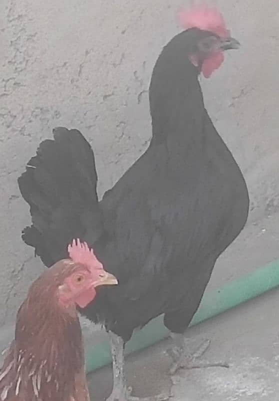 Australoep Big Hen 0