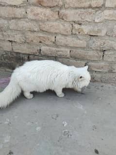 arjat fer sell 2 cats white and black