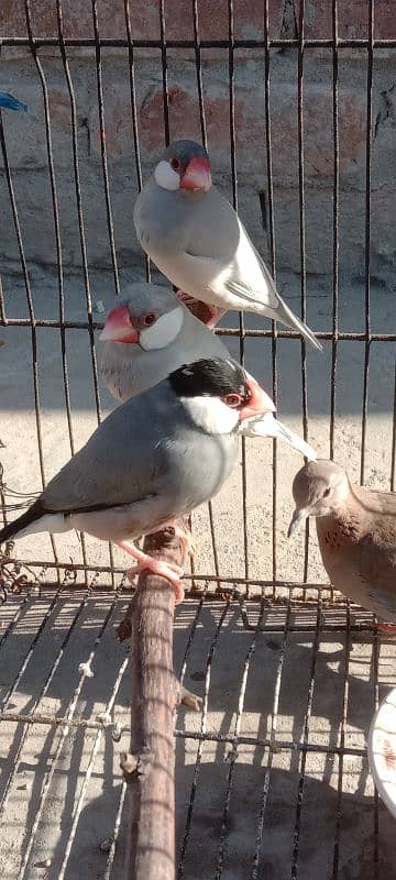 Finches for sale 1