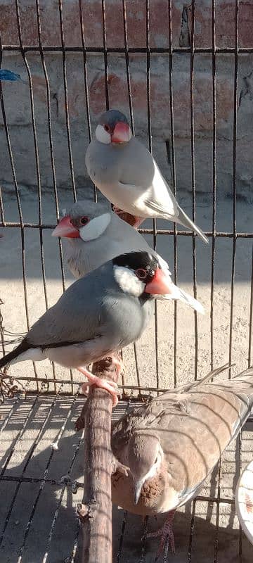 Finches for sale 2