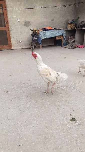 4 aseel heera hens for urgent sale 0