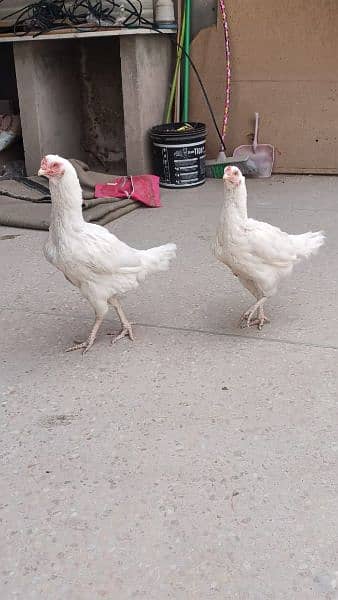 4 aseel heera hens for urgent sale 1