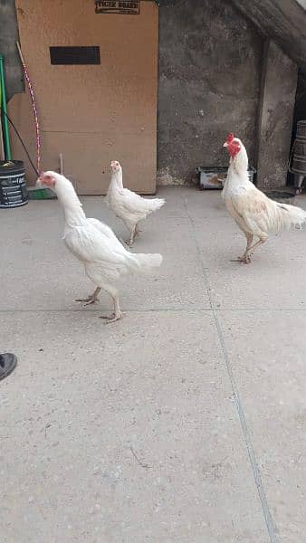 4 aseel heera hens for urgent sale 2