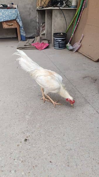 4 aseel heera hens for urgent sale 3