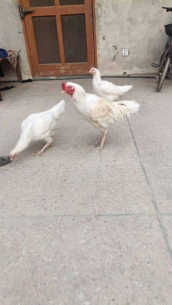 4 aseel heera hens for urgent sale 4