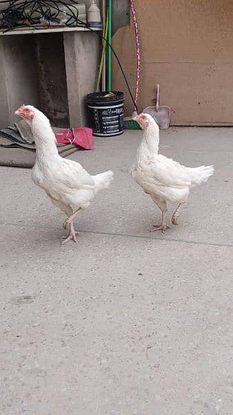 4 aseel heera hens for urgent sale 5