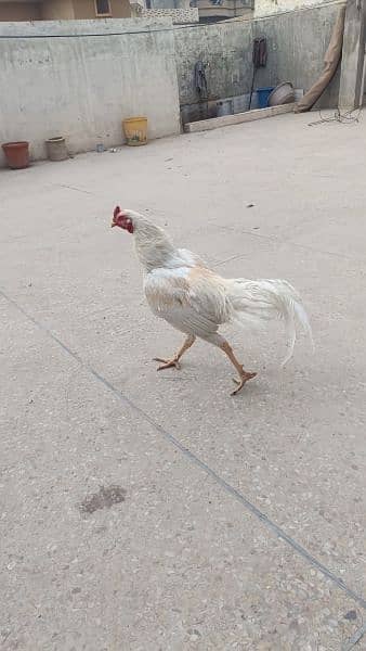 4 aseel heera hens for urgent sale 6