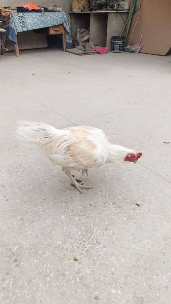 4 aseel heera hens for urgent sale 7