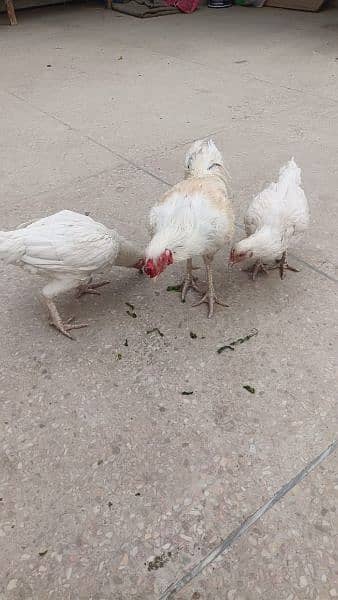 4 aseel heera hens for urgent sale 8