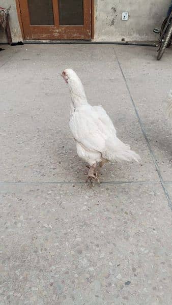 4 aseel heera hens for urgent sale 9