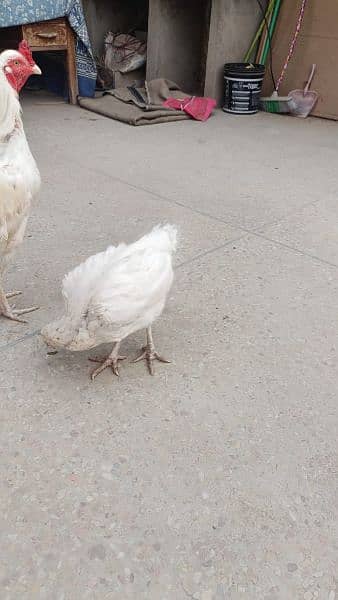 4 aseel heera hens for urgent sale 10