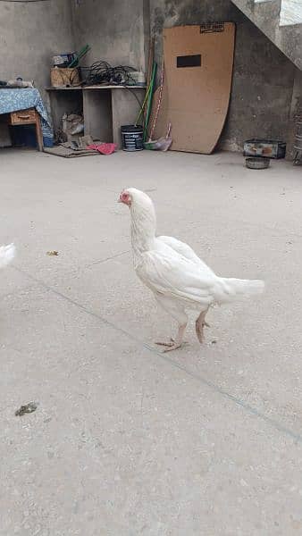 4 aseel heera hens for urgent sale 11