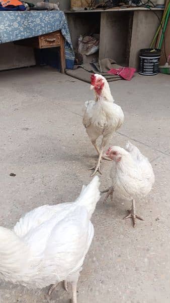 4 aseel heera hens for urgent sale 12