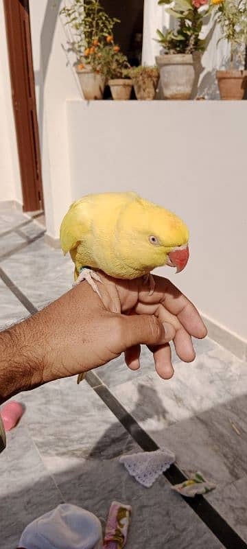 yellow ringneck 0